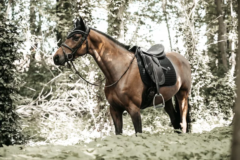 Kentucky Dressage Pearls Saddle Pad in Black-3