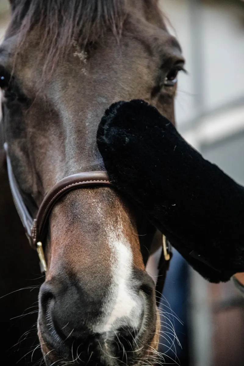 Kentucky Grooming Deluxe Sheepskin Grooming Mitt in Black-1