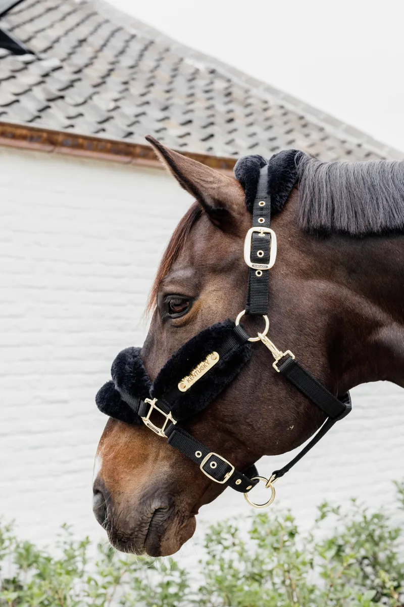 Kentucky Nylon Sheepskin Halter Soft in Black-1