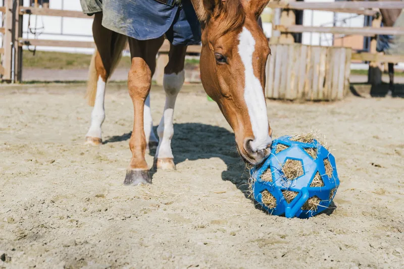 Kentucky Relax Horse Play and Hay Ball in Royal Blue-5