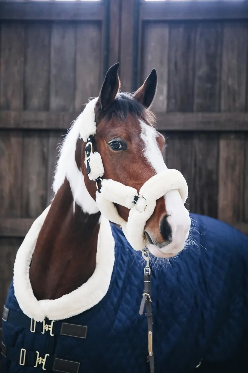 Kentucky Show Rug in Navy-7