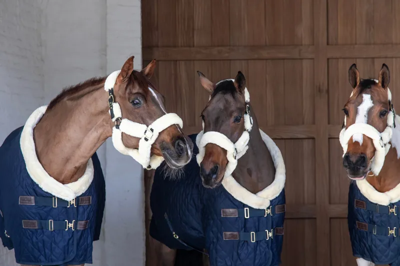 Kentucky Show Rug in Navy-5