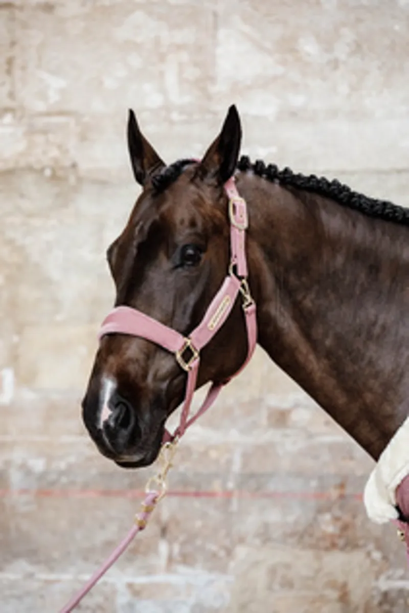 Kentucky Velvet Headcollar in Old Rose-4