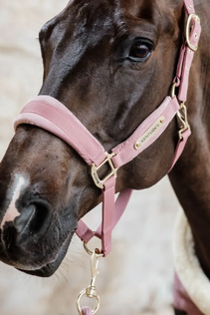 Kentucky Velvet Headcollar in Old Rose-1