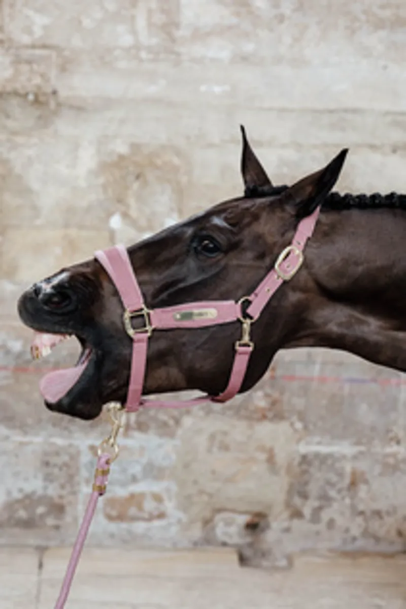 Kentucky Velvet Headcollar in Old Rose-3
