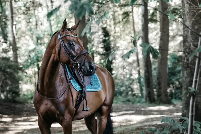 Kentucky Velvet Jumping Saddle Pad in Emerald-4