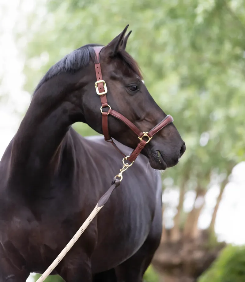 LeMieux Anatomic Headcollar in Brown-2