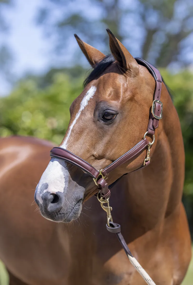LeMieux Anatomic Headcollar in Brown-2