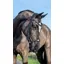 LeMieux Arika Drop Bridle in Black and Silver