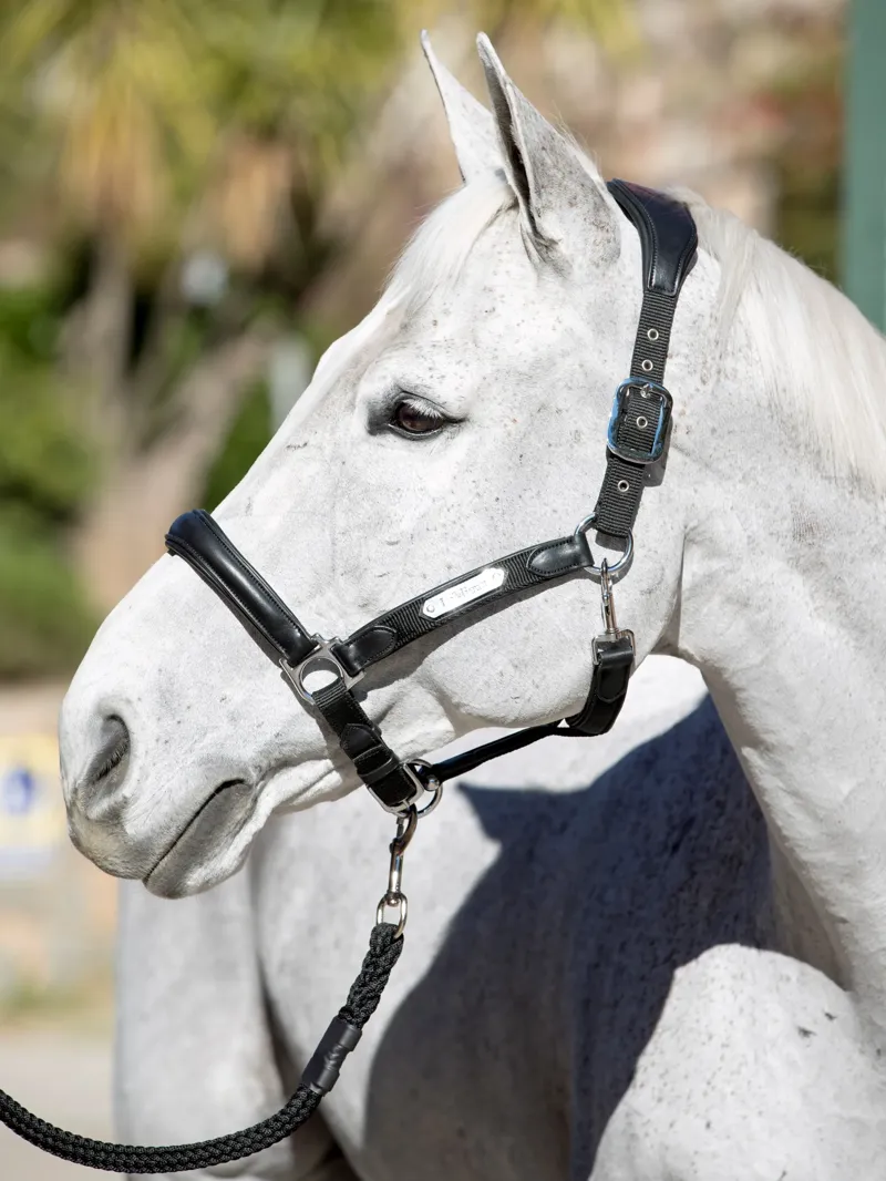 LeMieux Capella Headcollar in Black-2