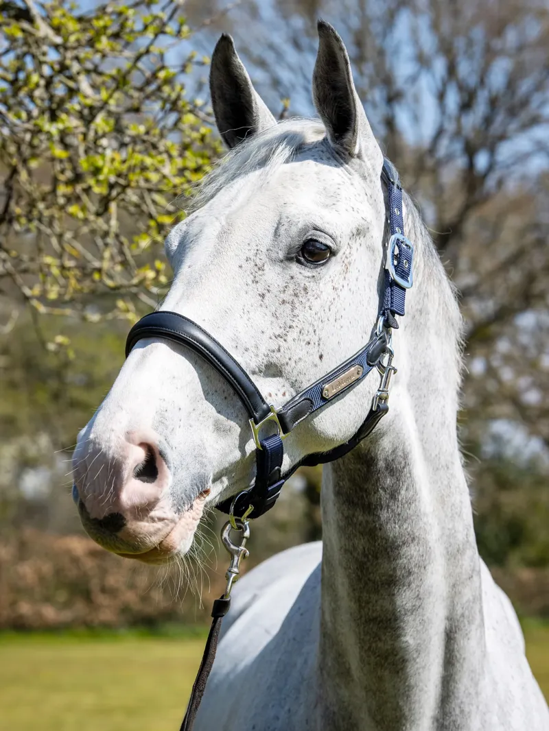 LeMieux Capella Headcollar in Navy-2