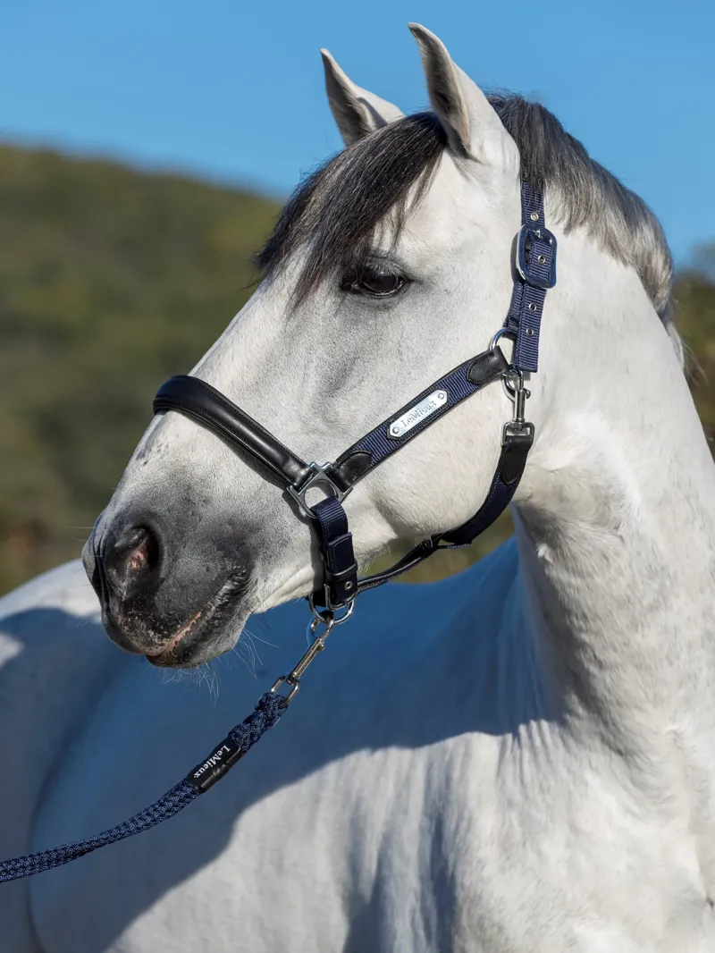 LeMieux Capella Headcollar in Navy-3