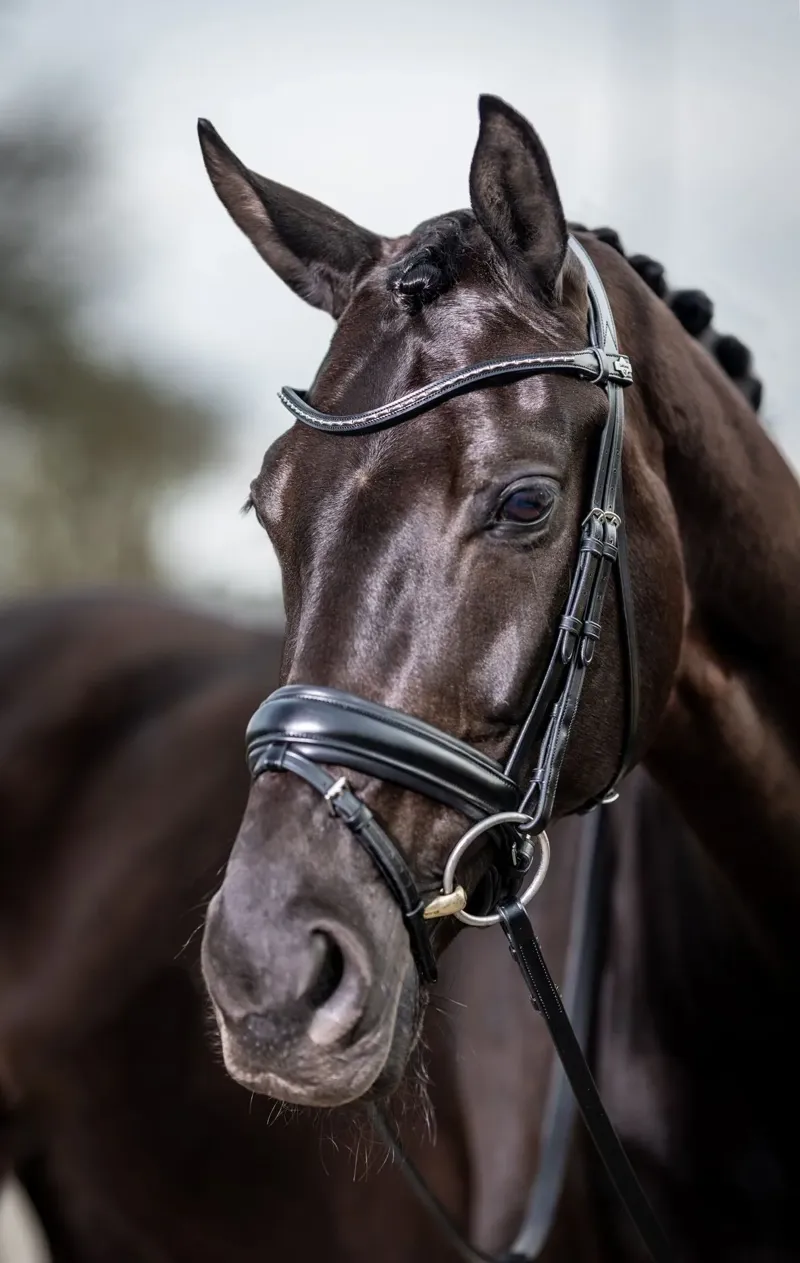 LeMieux Kudos Classic Dressage Bridle - Black-2