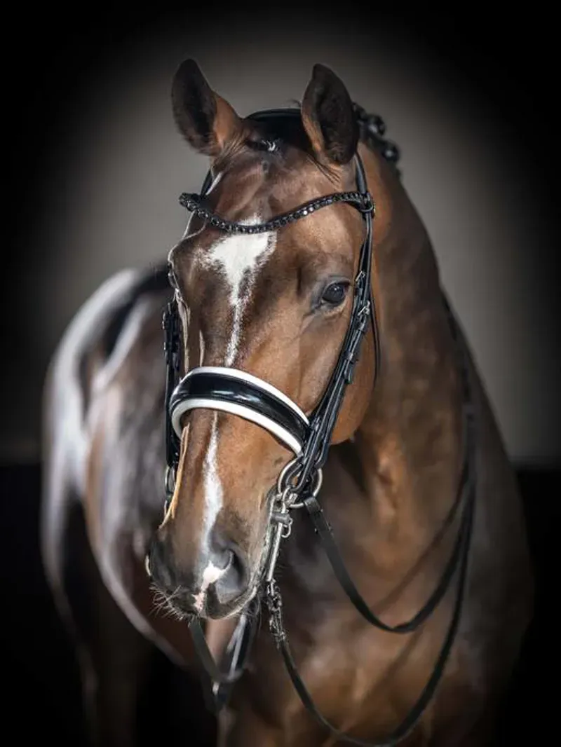 LeMieux Kudos Double Bridle - Black and White-2