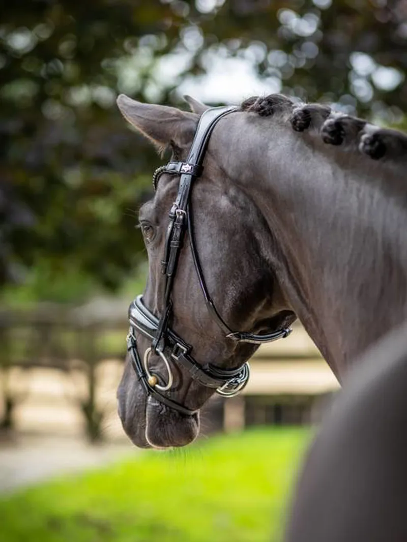 LeMieux Kudos Patent Dressage Bridle in Black-4