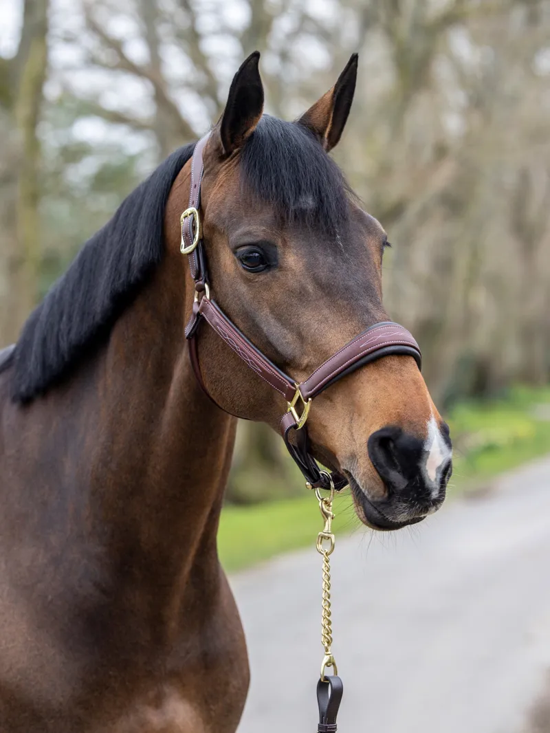 LeMieux Stitched Leather Headcollar in Brown-2