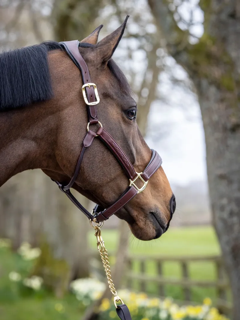 LeMieux Stitched Leather Headcollar in Brown-4