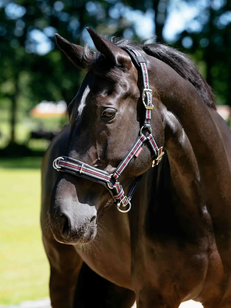 LeMieux Cavesson Lunge Headcollar in Black-1
