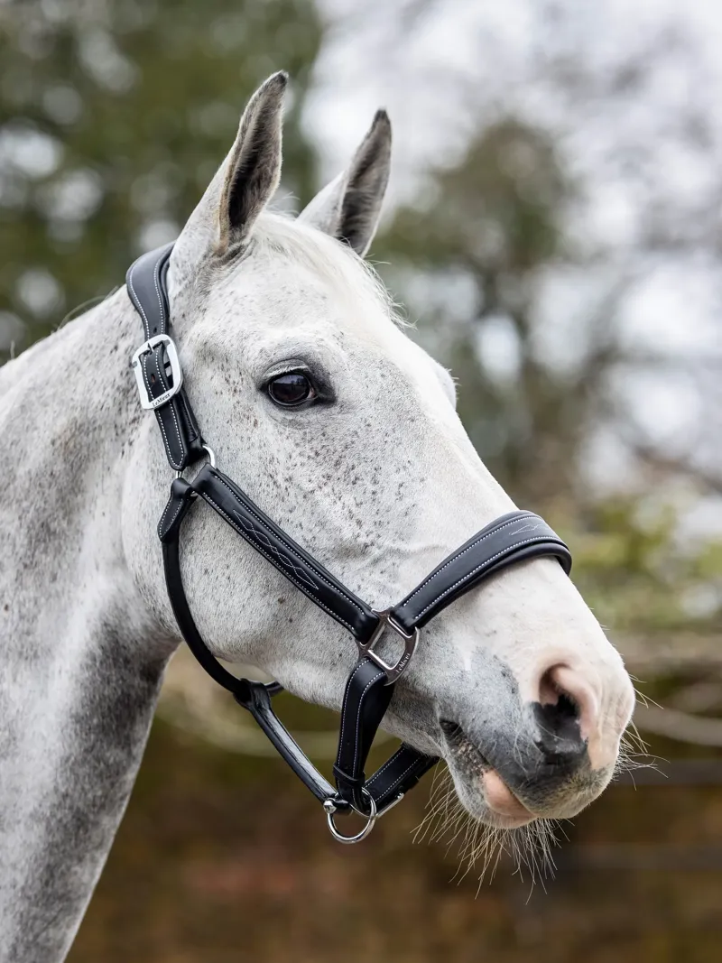 LeMieux Stitched Leather Headcollar in Black-4