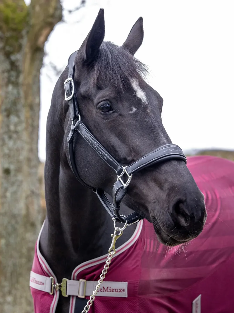 LeMieux Stitched Leather Headcollar in Black-6