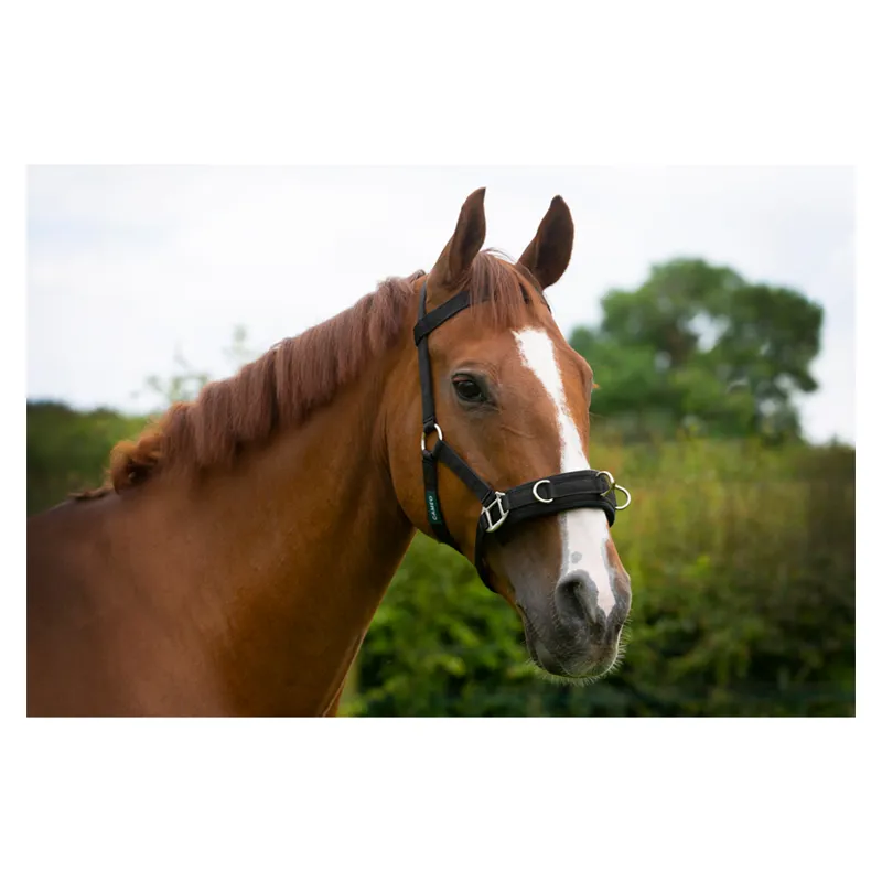 Cameo Lunging Cavesson in Black-1