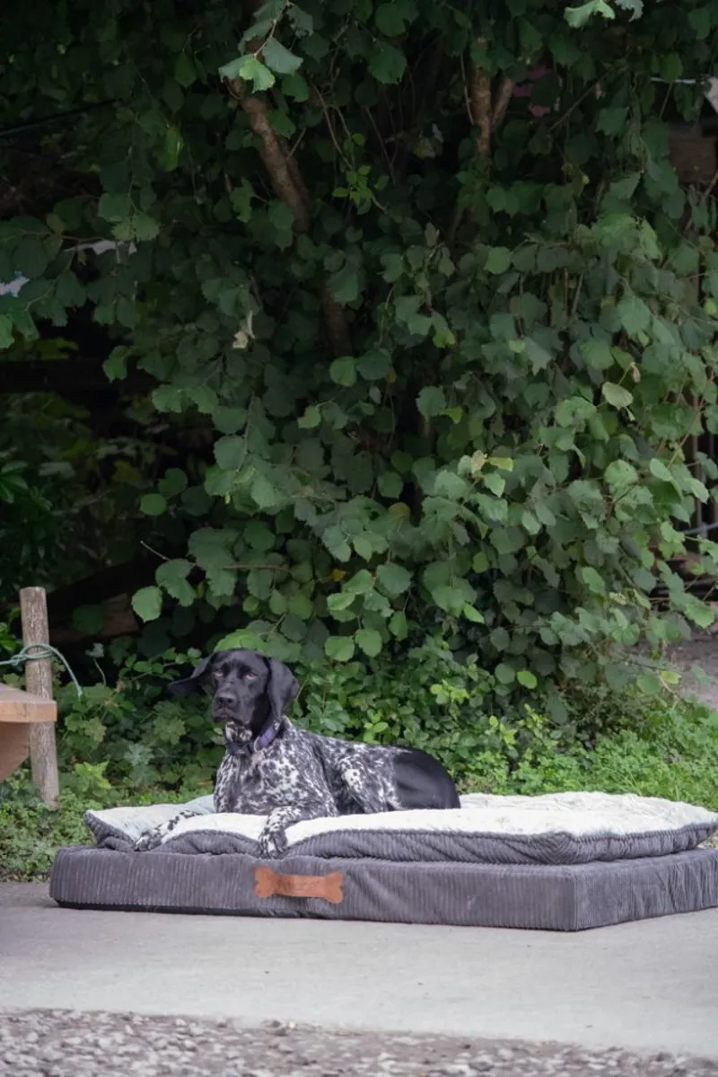 Petface Luxury Memory Foam Dog Bed in Grey-4