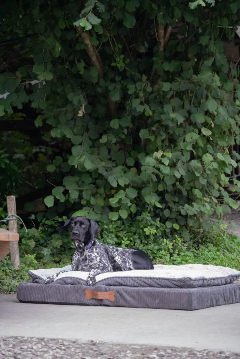 Petface Luxury Memory Foam Dog Bed in Grey-3