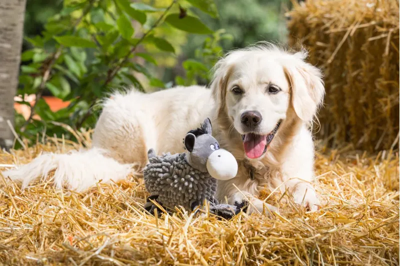 Petface Buddies Noodle Donkey Dog Toy-6