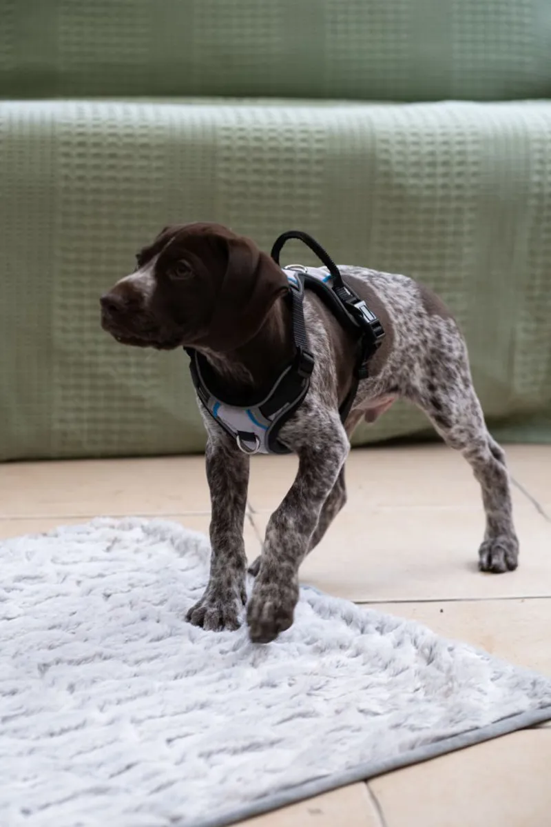 Petface Outdoor Paws Adventure Dog Harness in Silver-4