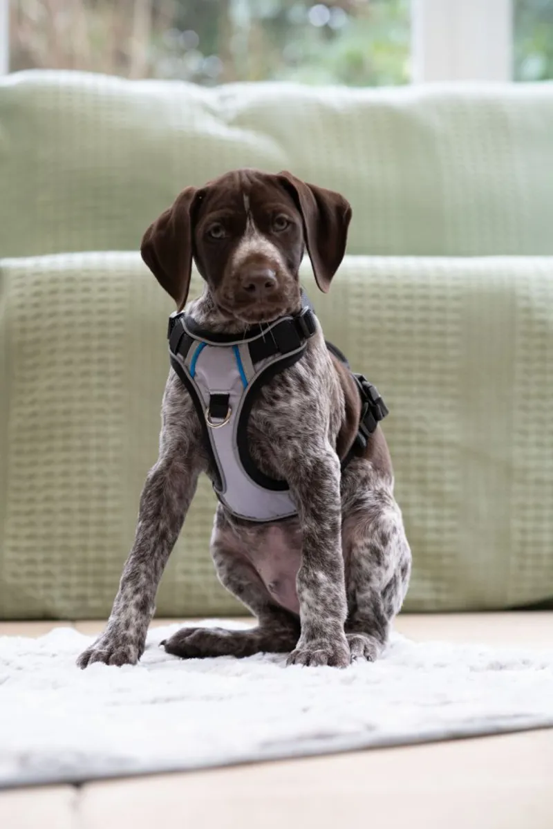 Petface Outdoor Paws Adventure Dog Harness in Silver-5