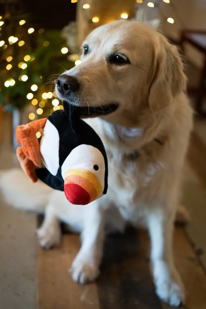 Petface Planet Pana Puffin Dog Toy-5
