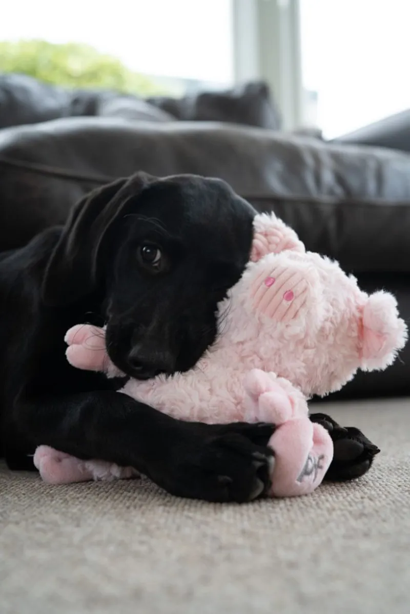 Petface Peony Pig Dog Toy-4