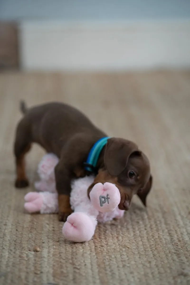 Petface Peony Pig Dog Toy-5