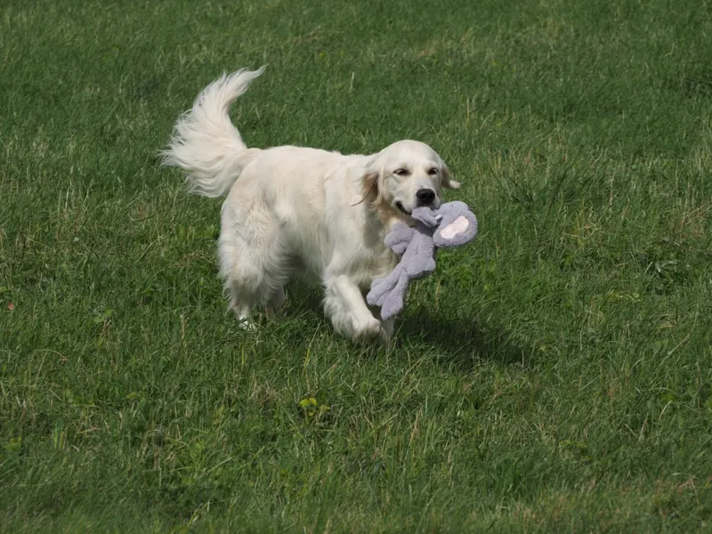 Petface Buddies Evie the Elephant Rope Body Dog Toy-2