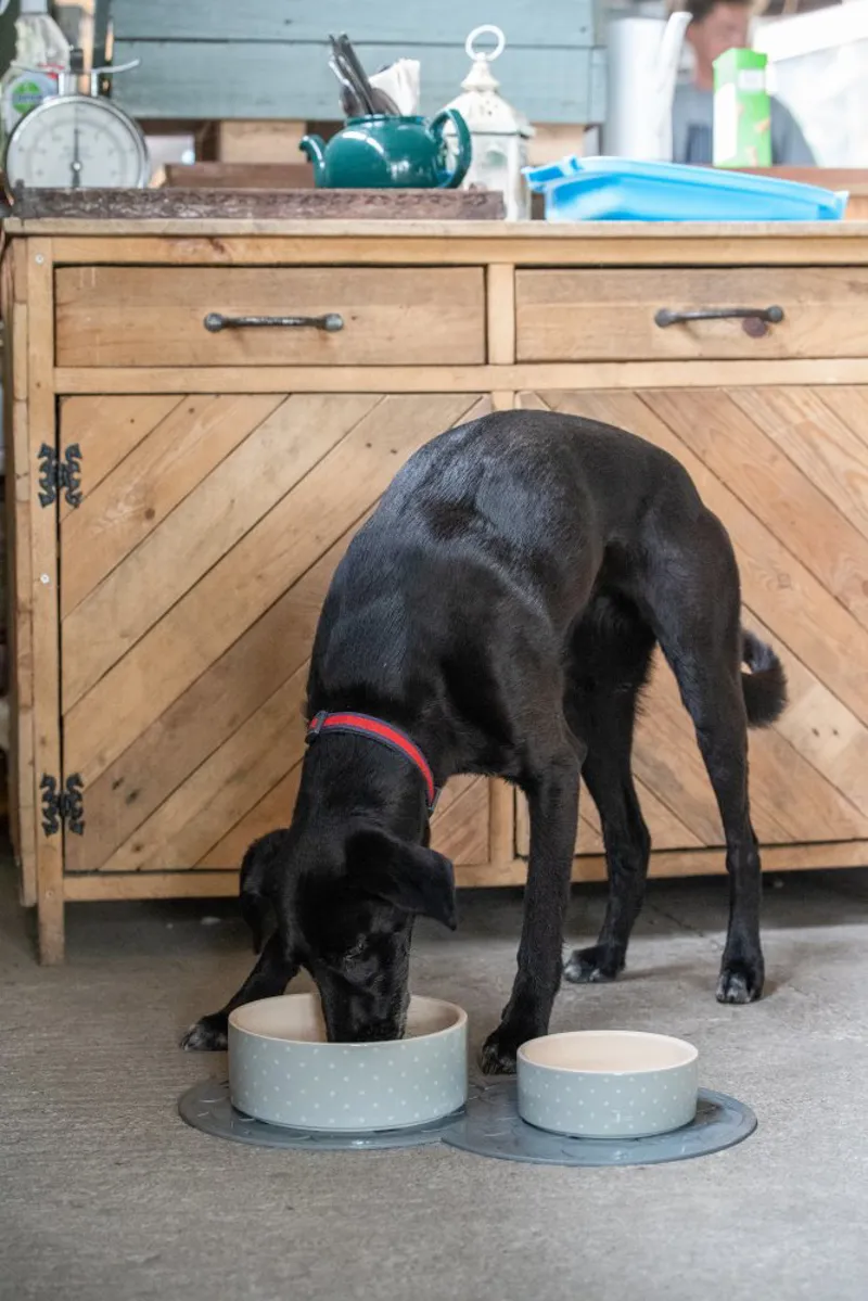 Petface Grey Dots Ceramic Bowl-3