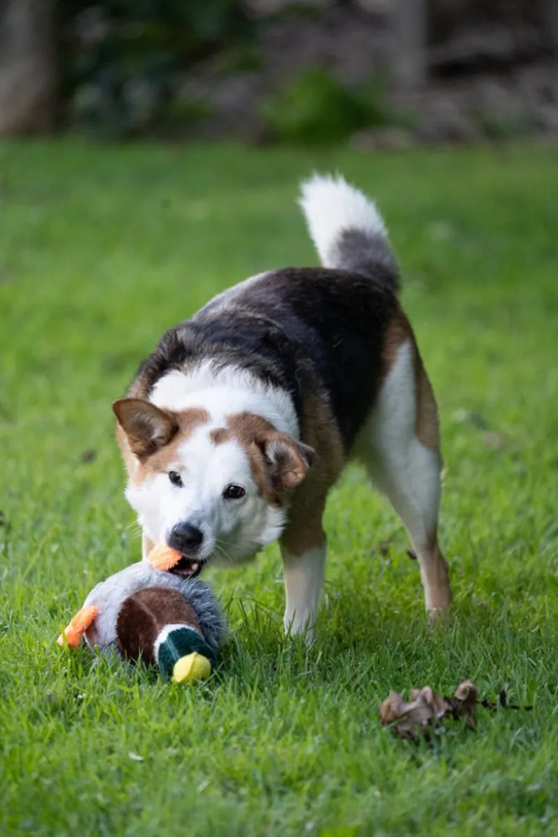 Petface Honking Duck Dog Toy-4