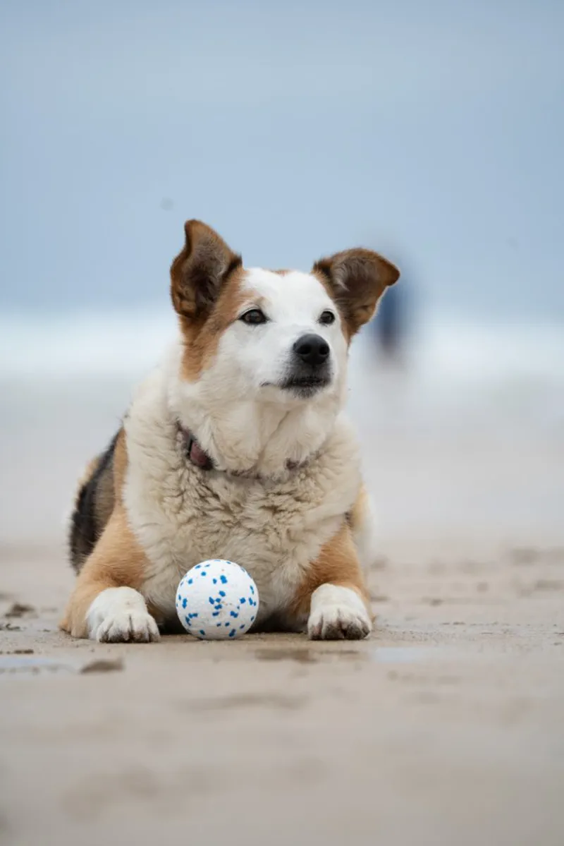 Petface Outdoor Paws Mighty Ball Dog Toy Large-2