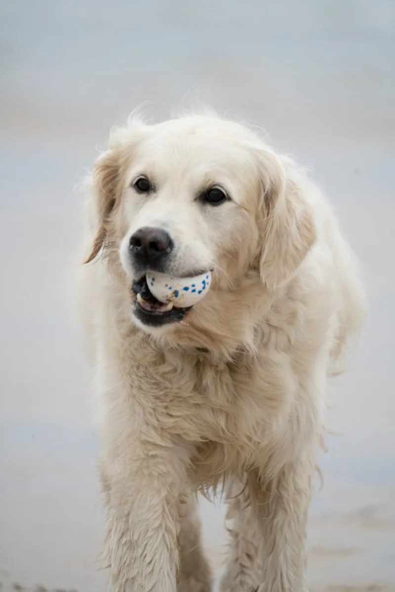 Petface Outdoor Paws Mighty Ball Dog Toy Large-3