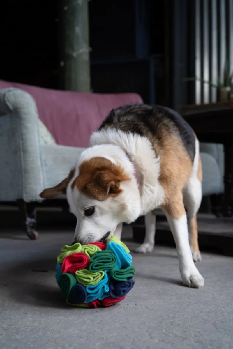 Petface Fabric Snuffle Ball Treat Puzzle Dog Toy-2