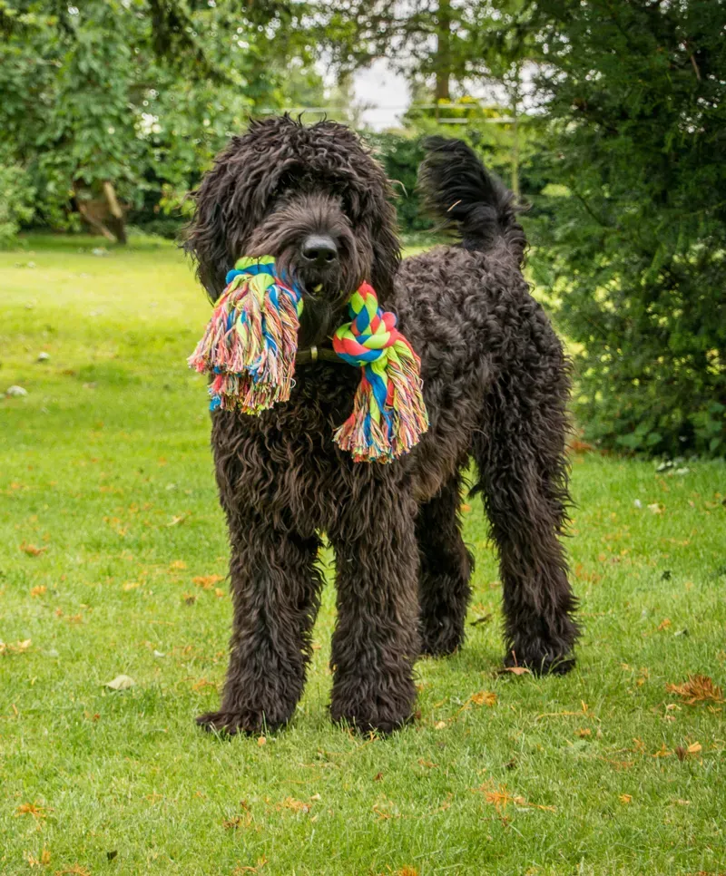 Petface Triple Knot Rope Dog Toy Large-3