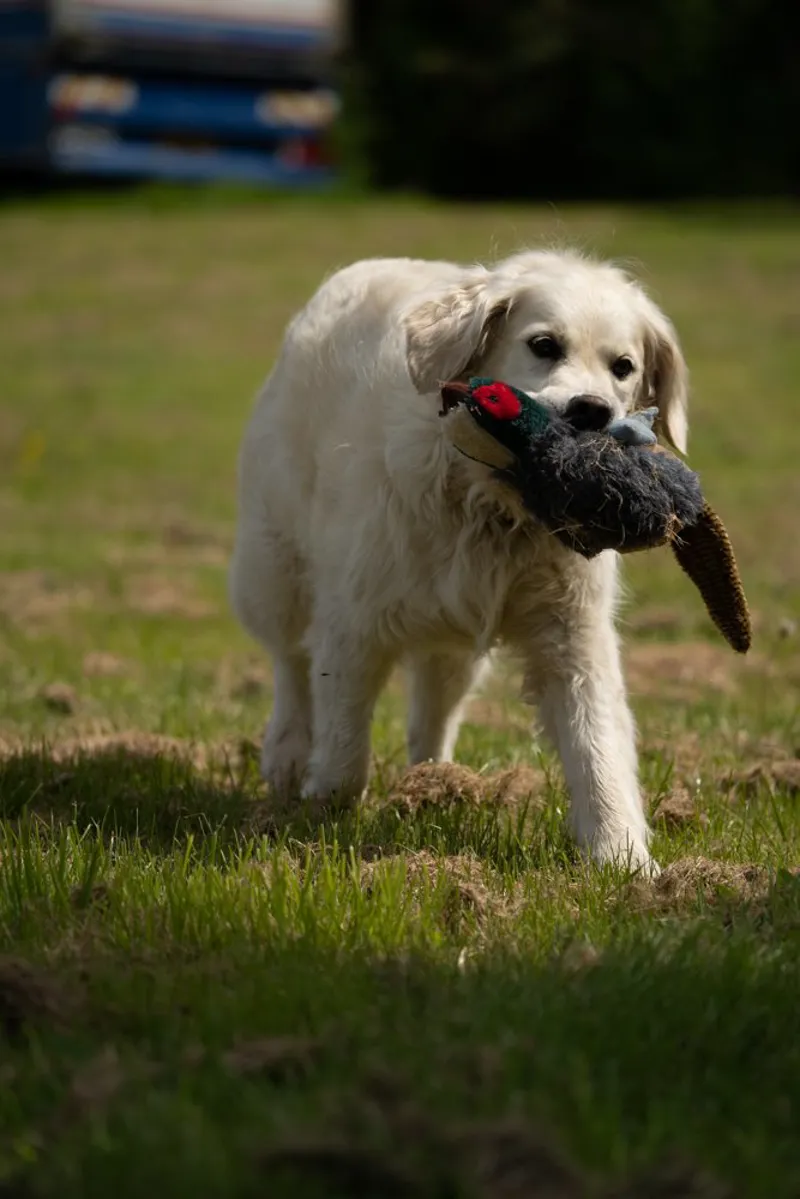 Petface Squeaky Pheasant Dog Toy-4