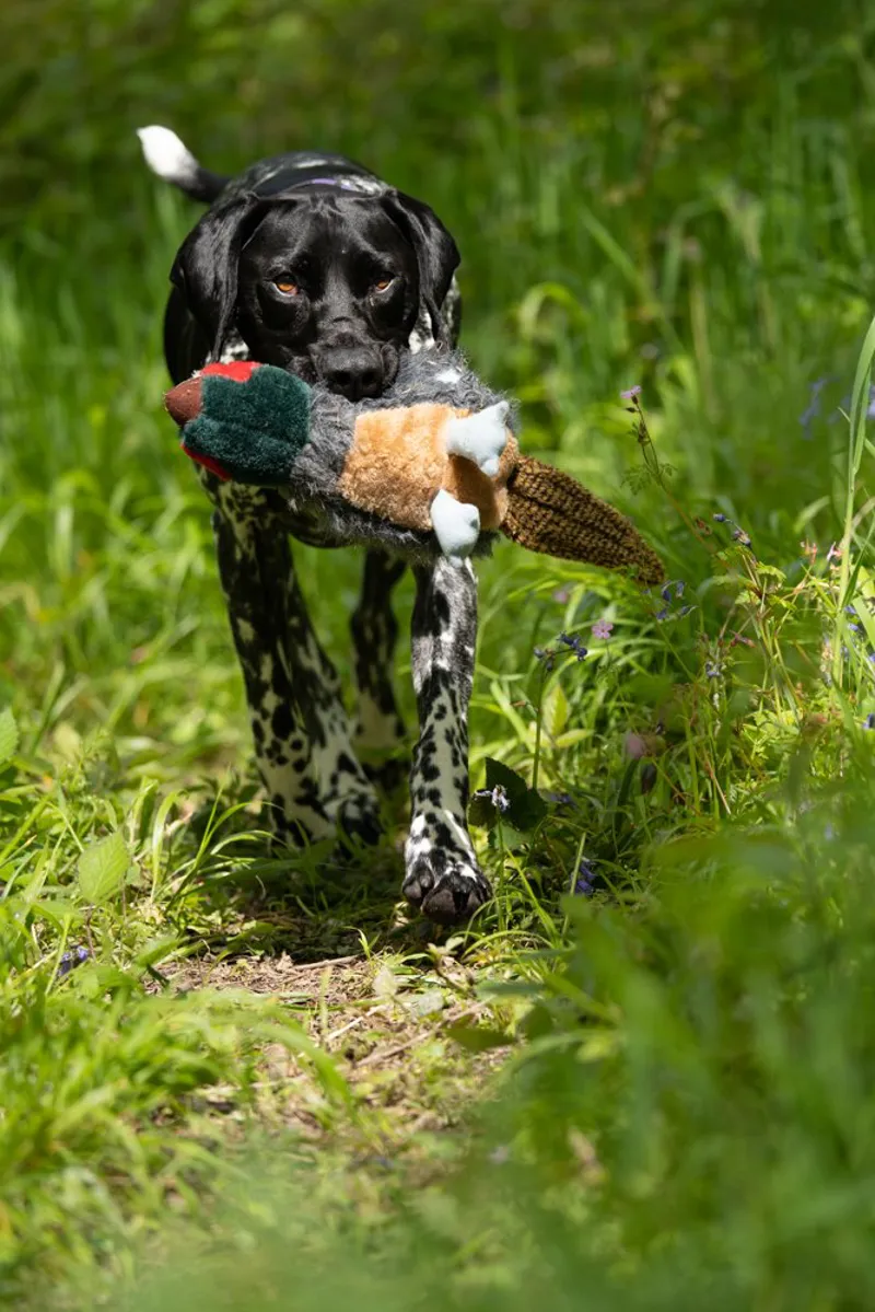 Petface Squeaky Pheasant Dog Toy-6