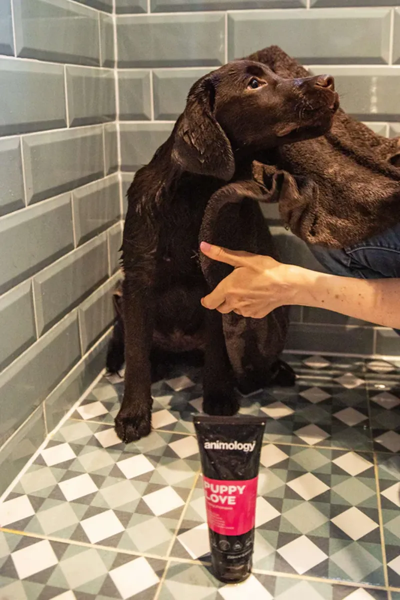 Animology Puppy Love Puppy Shampoo 250ml-1