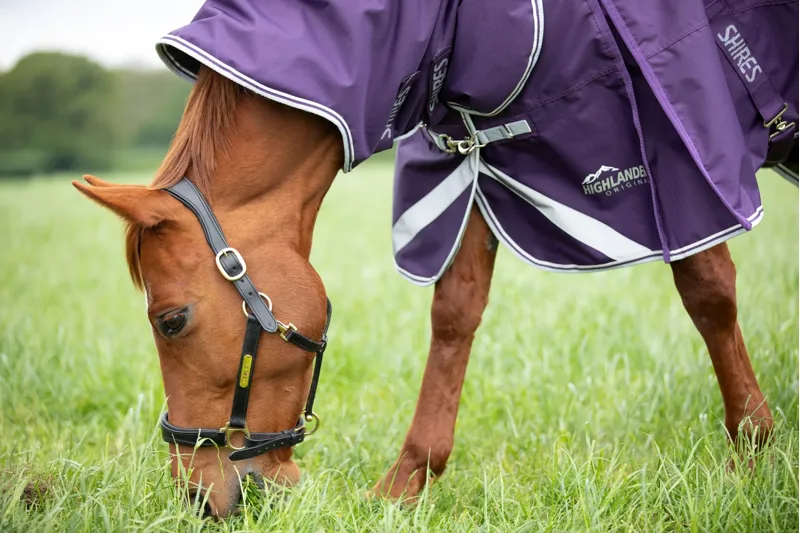 Shires Highlander Turnout Rug and Neck Set 100g in Plum-4
