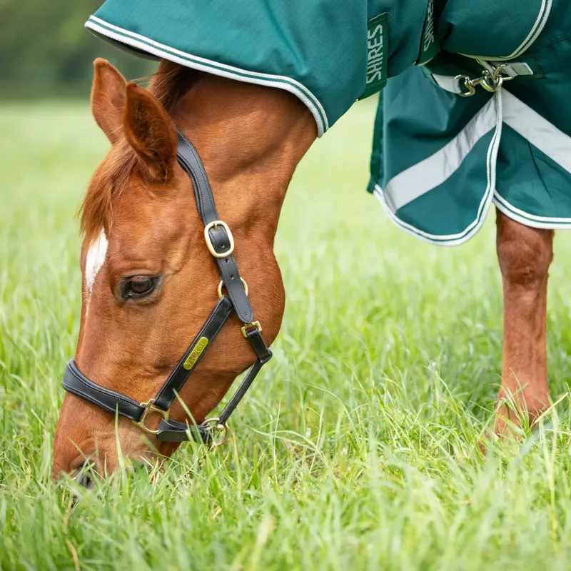 Shires Highlander Original 300g Turnout Combo Rug in Green-3