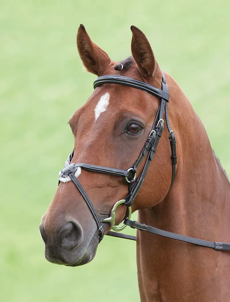 Salisbury Brackley Bridle in Black - WEB EXCLUSIVE-2