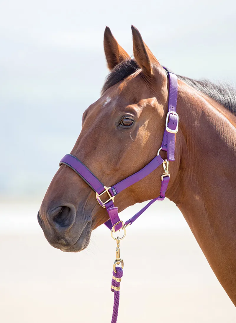 Shires Topaz Nylon Headcollar in Purple-1