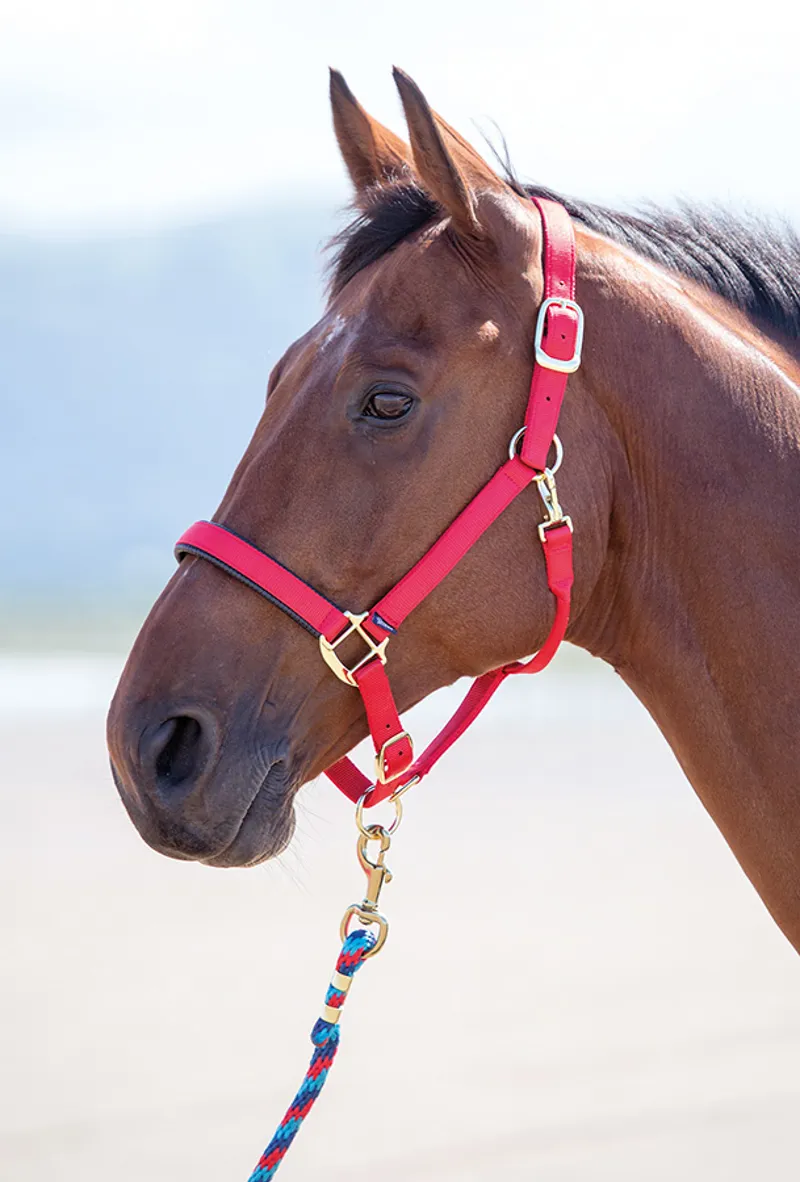 Shires Topaz Nylon Headcollar in Red-1