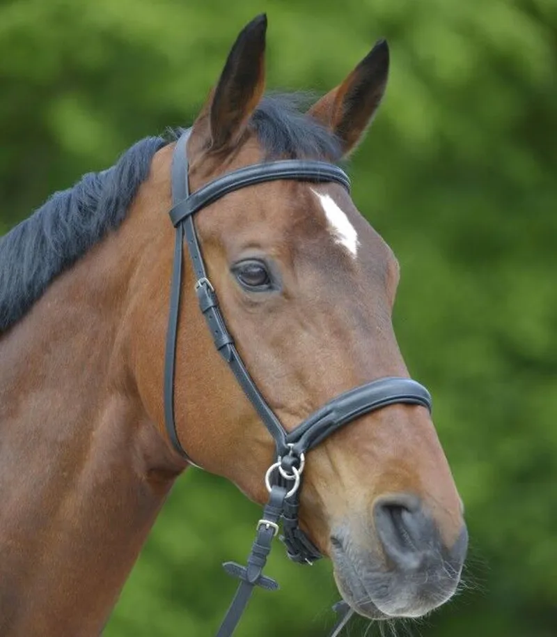 Waldhausen Star Bitless Bridle in Black
