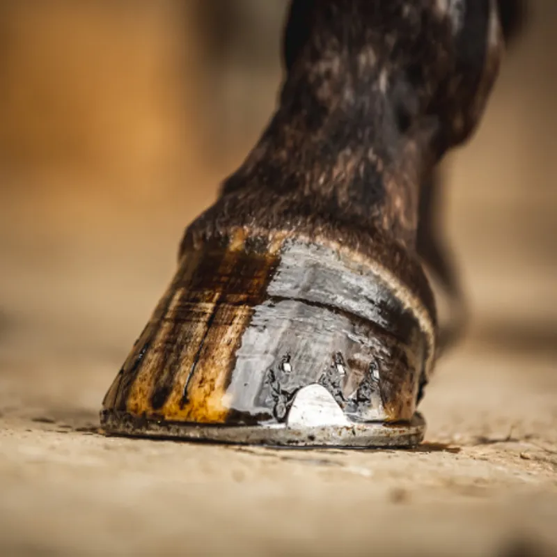 Carr and Day and Martin Cornucrescine Tea Tree Hoof Oil-2